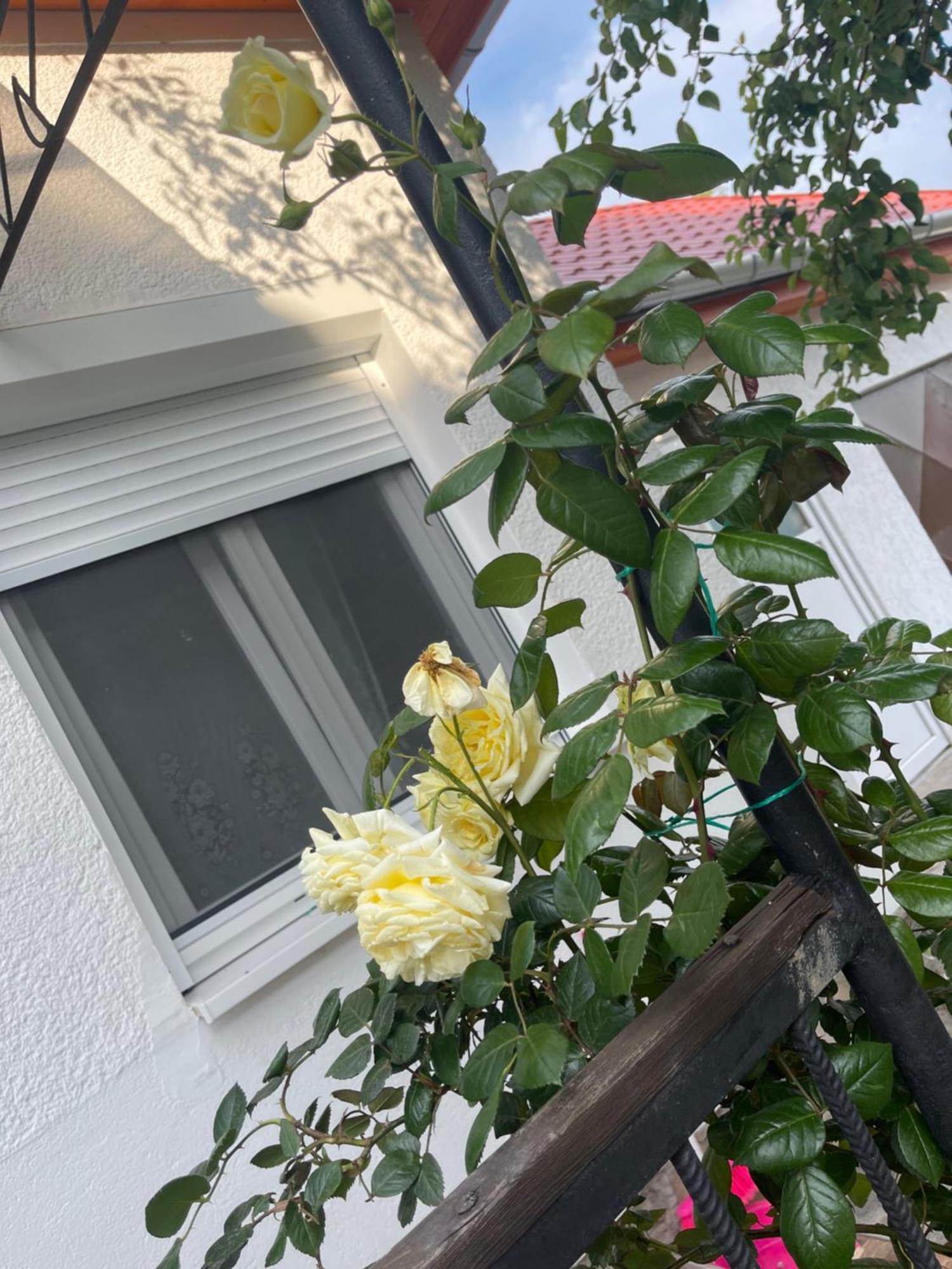 Valentina Apartman Balatonmáriafürdő エクステリア 写真